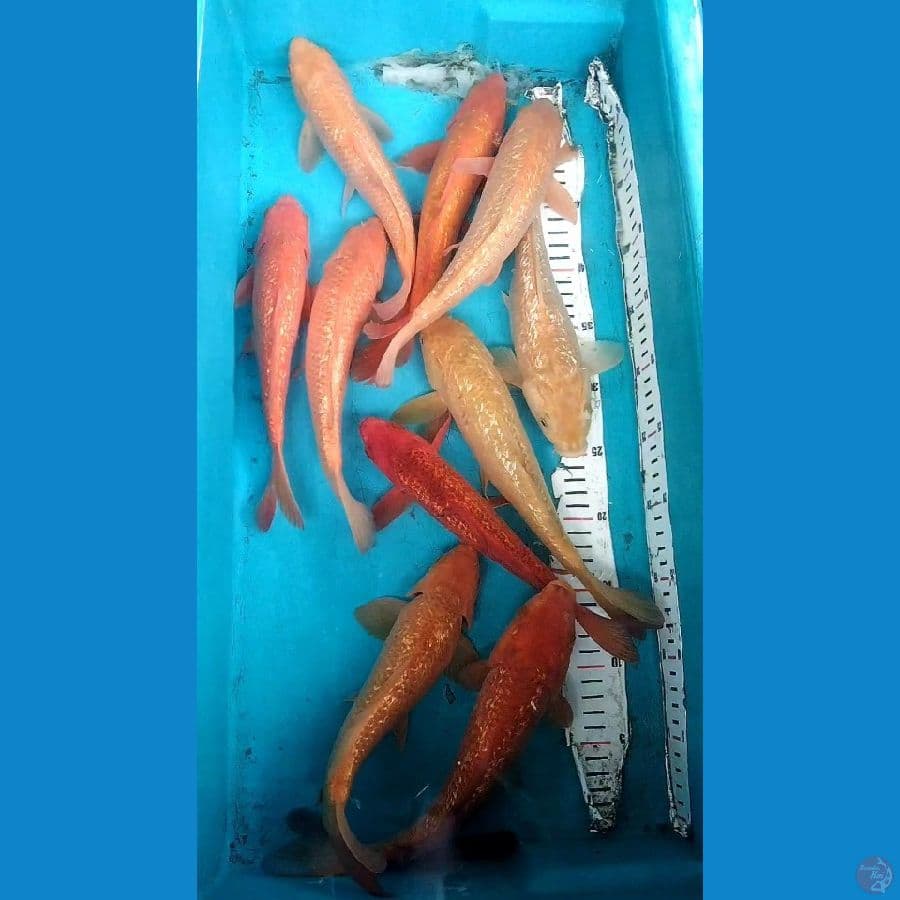 Caramel Ginrin 10 ekor 24-25cm