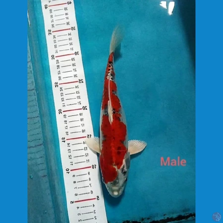 kujaku red 29cm