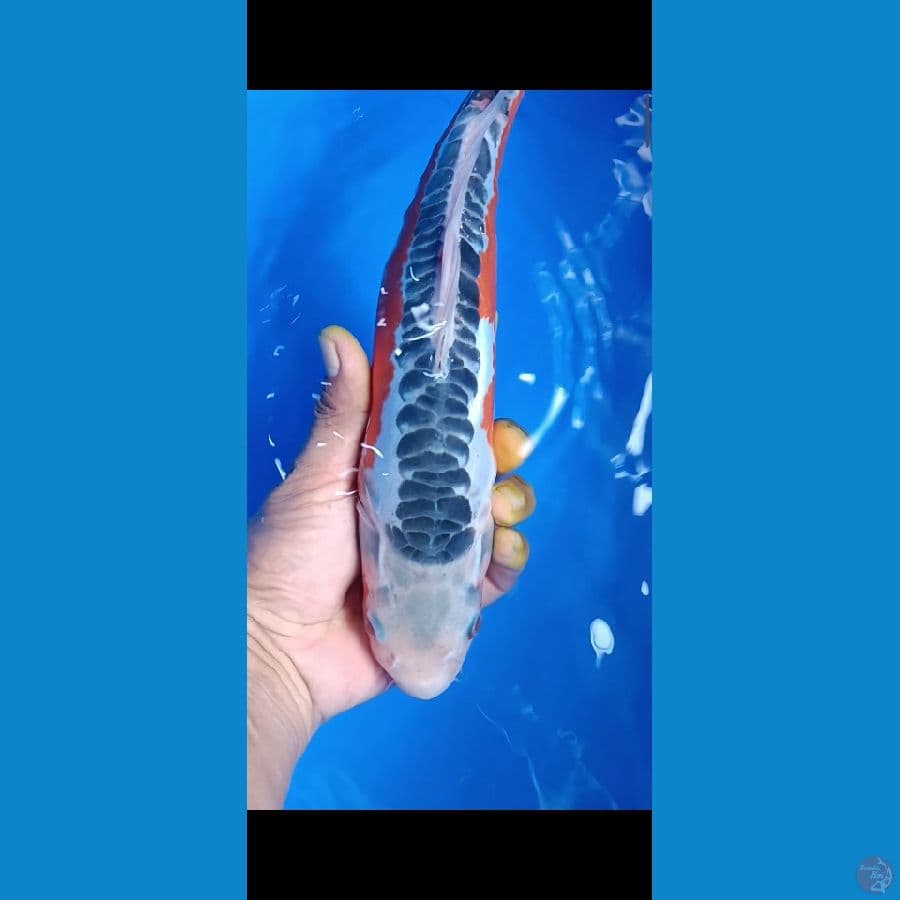 Hana shusui 33 cm