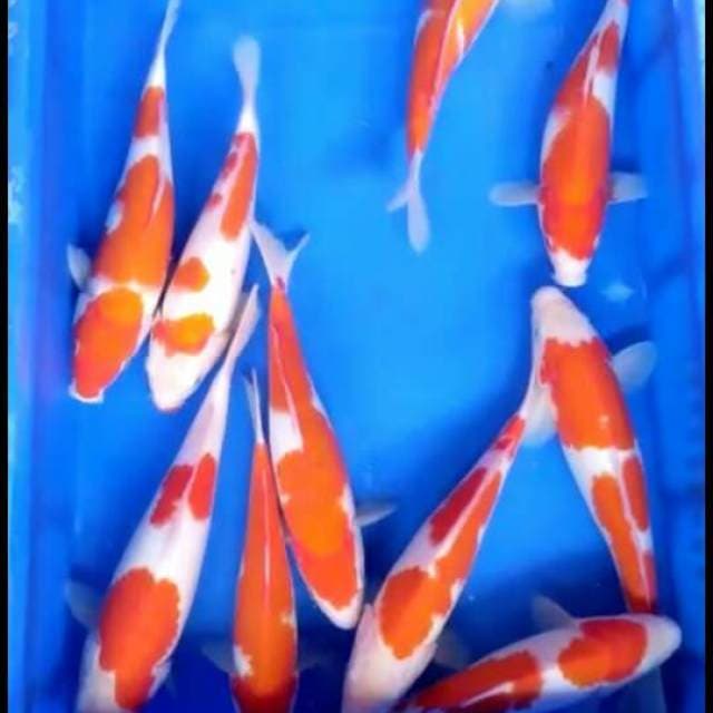 Mix 25- 30 cm