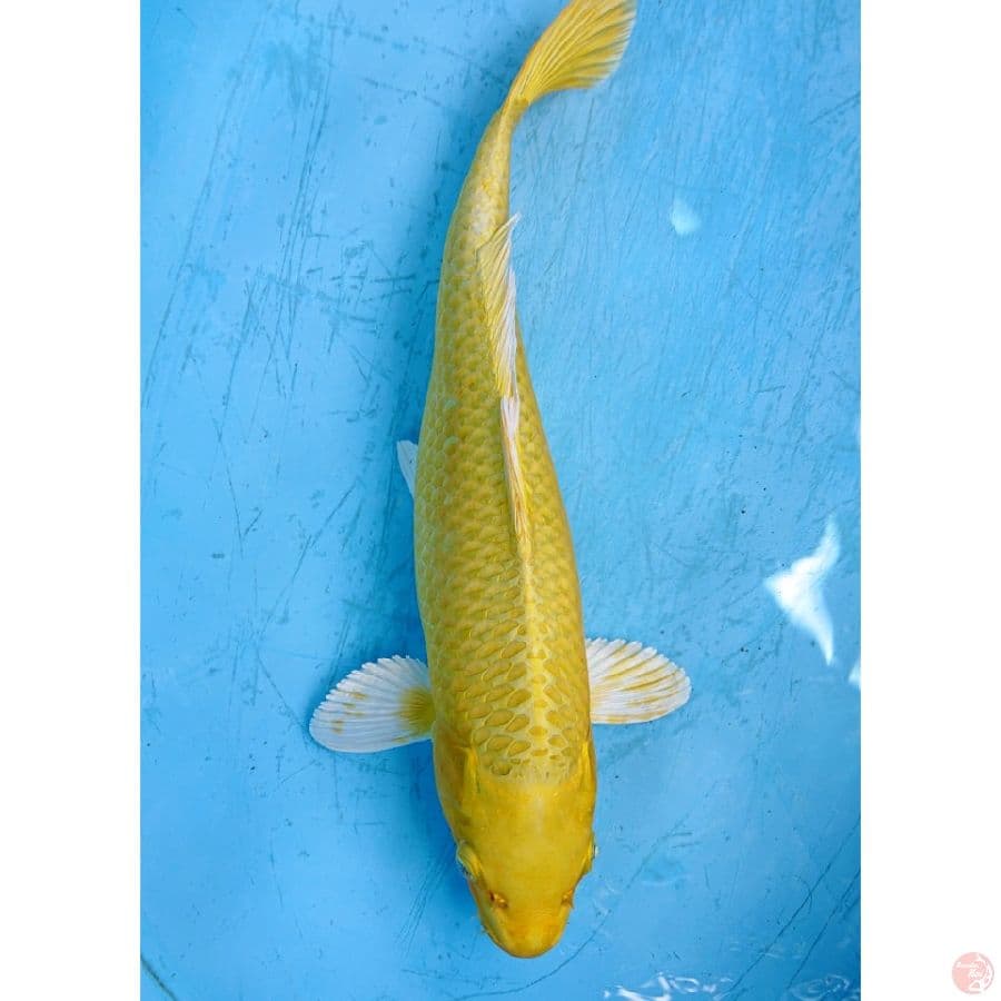 OGON 39 CM