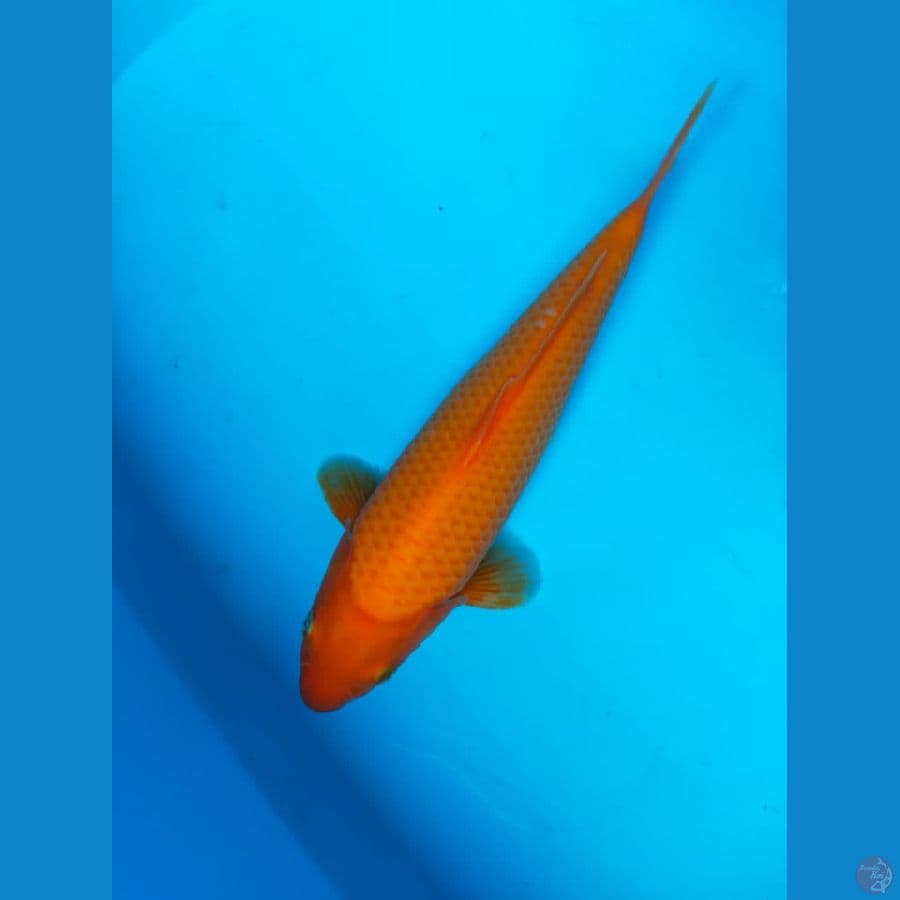 RED KARASI 29CM FM