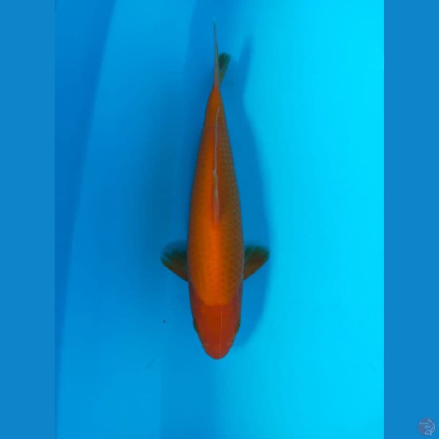 RED KARASI 25CM MALE