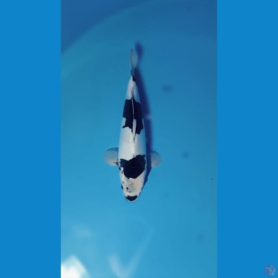 shiro doit 35cm