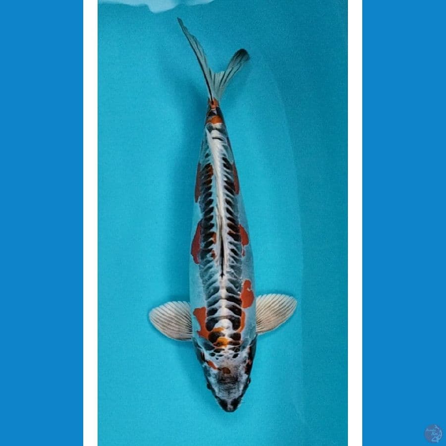 beni kiko SQ 38cm