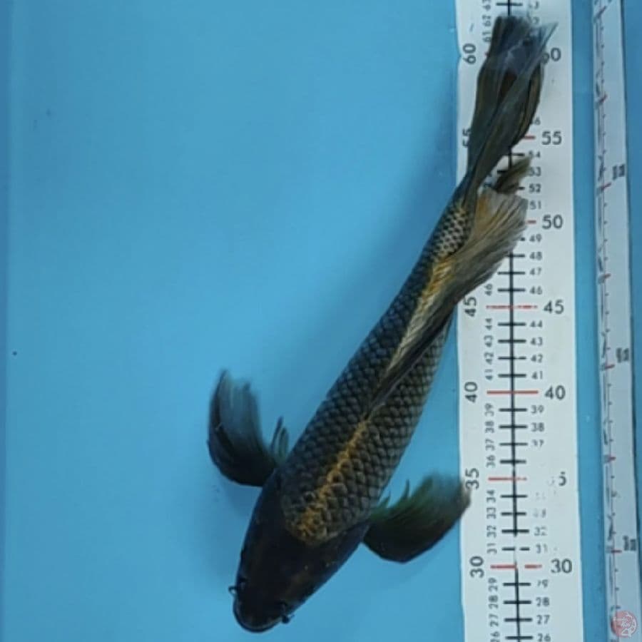 mukasi kumpay 37cm/m