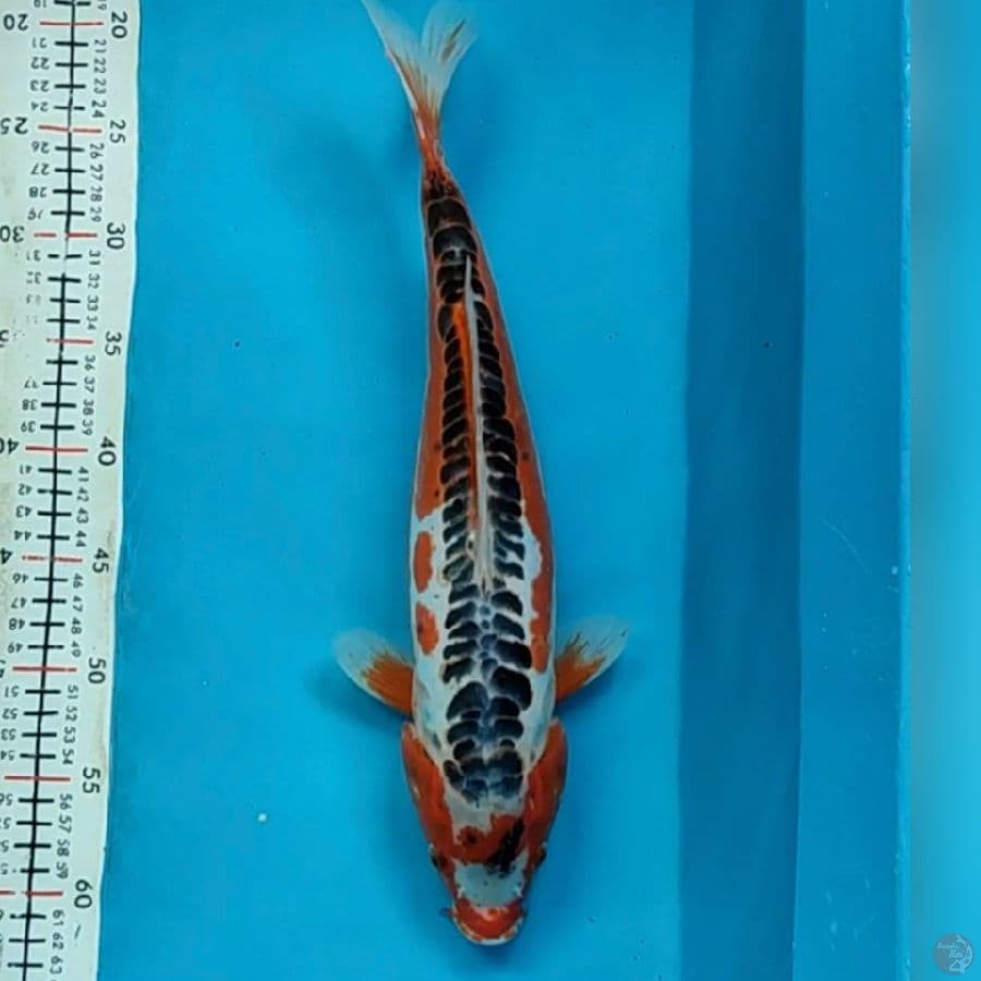 shusui 42cm/mle