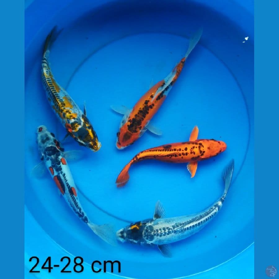 kikokuryu 24-28 cm