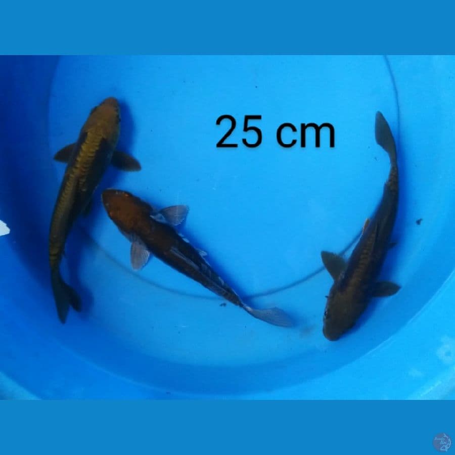 doits 25 cm