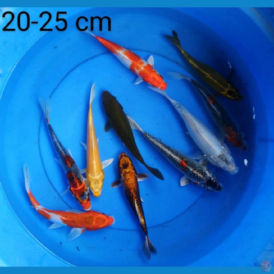 mix 20-25 cm