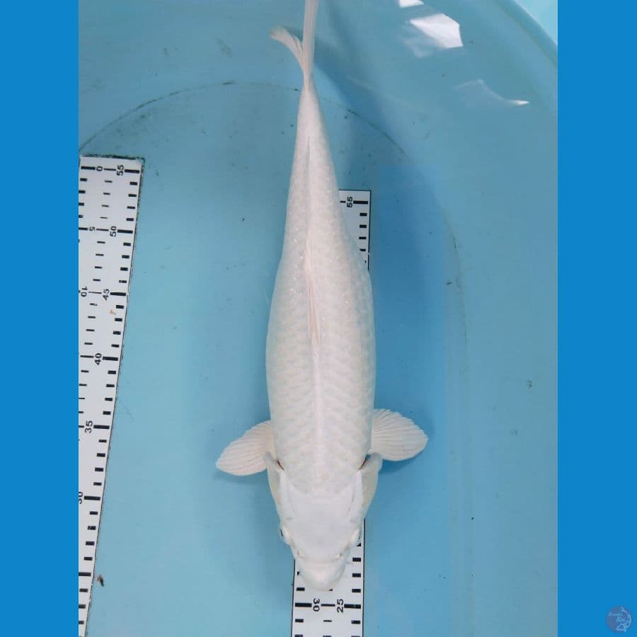 platinum susu 41cm cewek