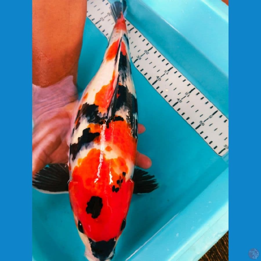 showa 40cm cewek
