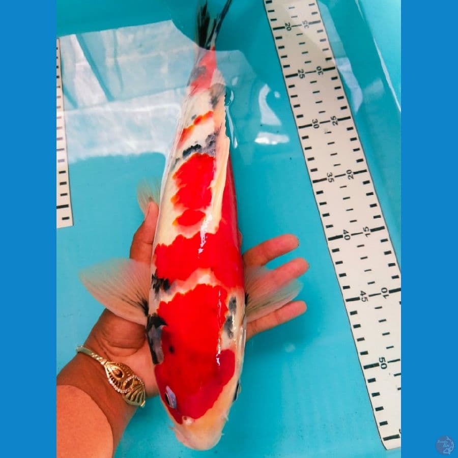 showa 36cm jantan