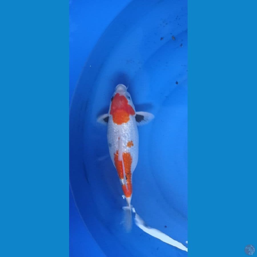 showa 33cm