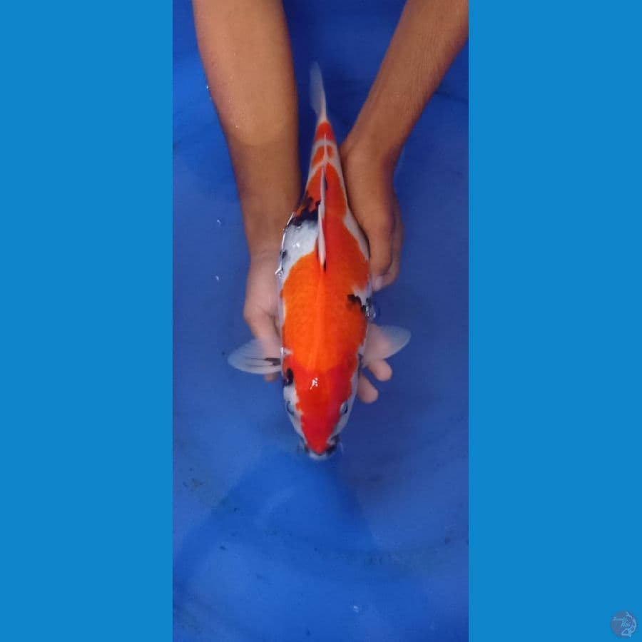showa 27cm