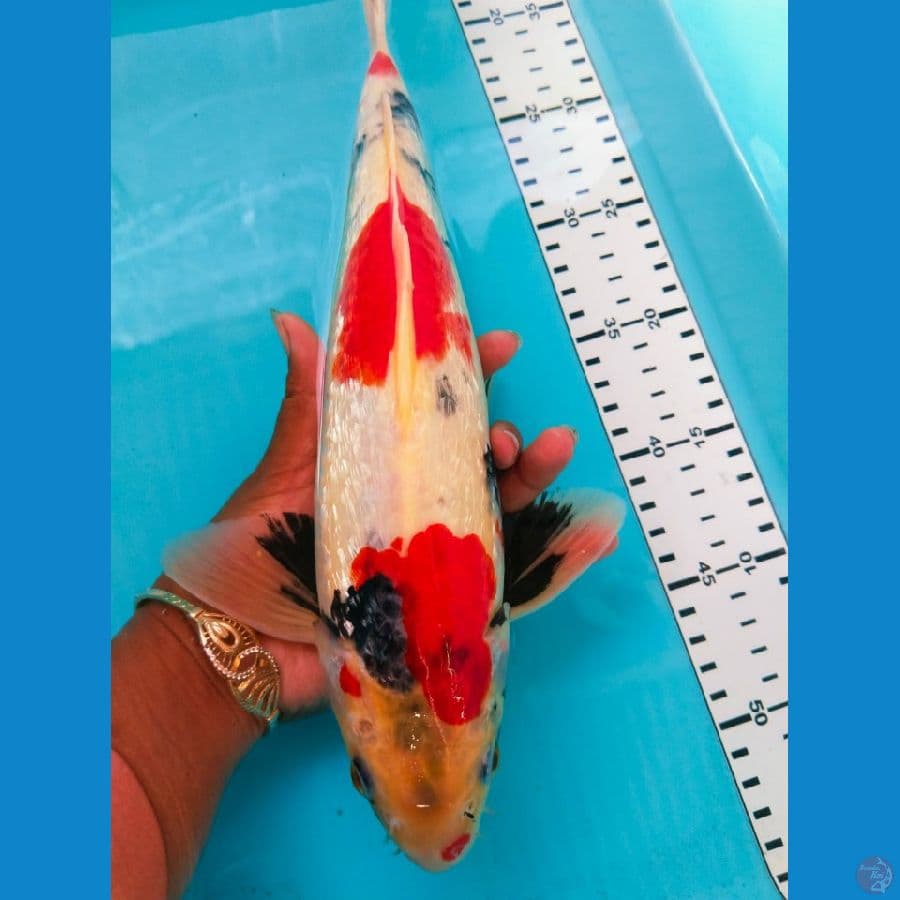 showa gindrin 34cm jantan