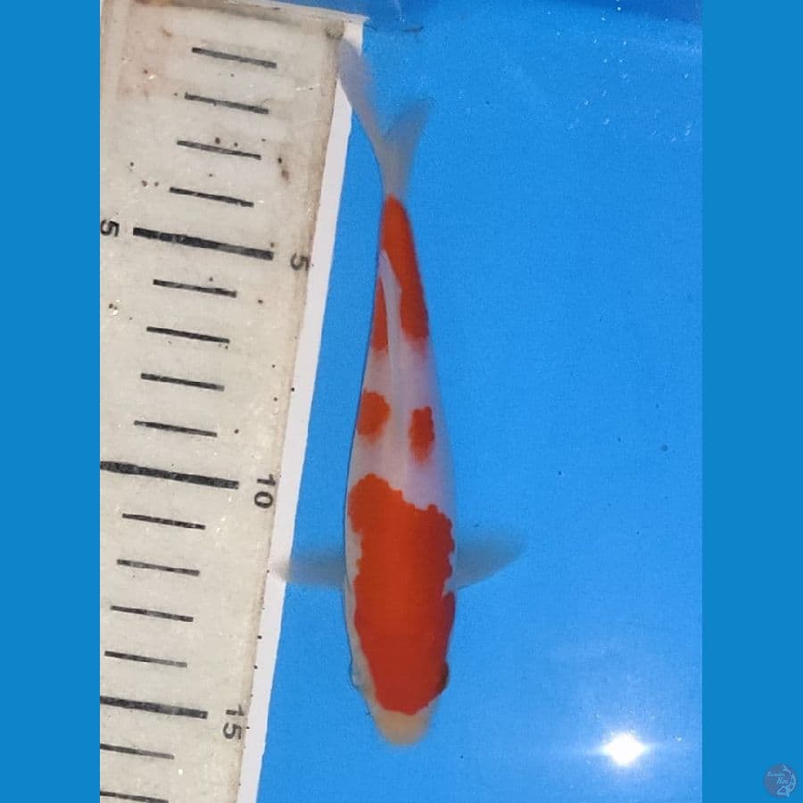 kohaku ready show 15cm + serti juara.
