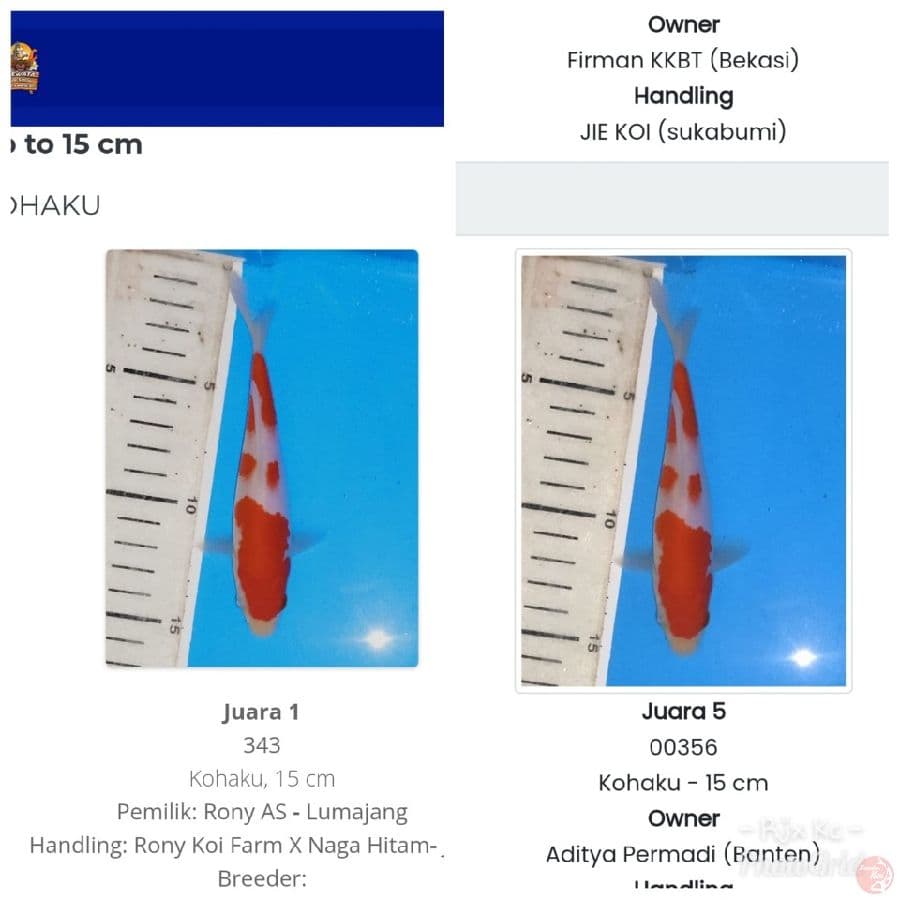 kohaku ready show 15cm + serti juara.