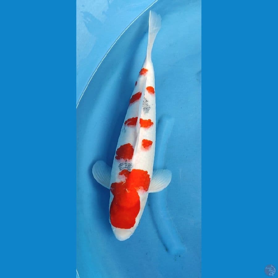 AIRNON _ 50 CM TAISO SANKE
