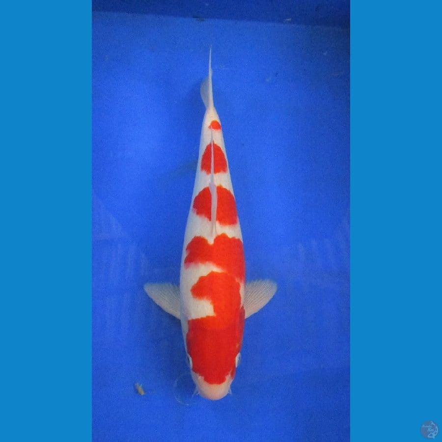 kohaku ±34cm jantan