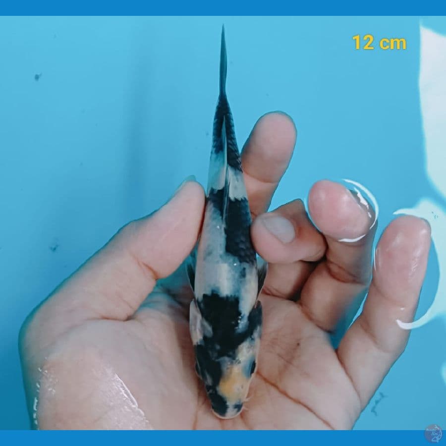 Minion 12 cm