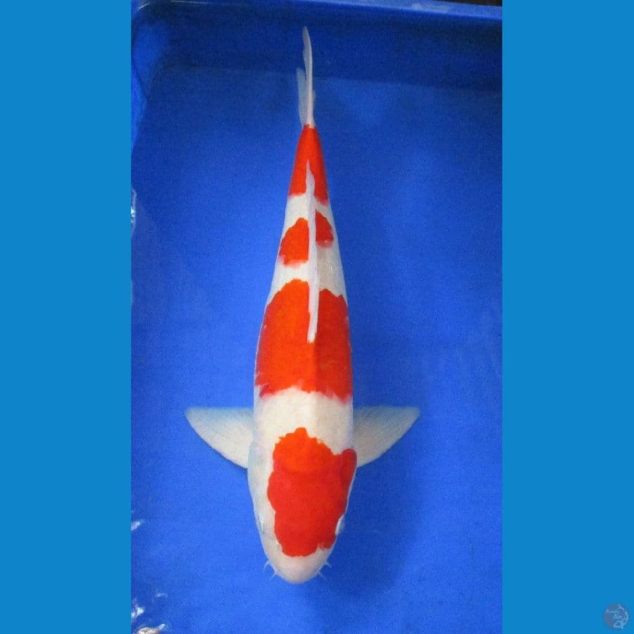 kohaku ±52cm