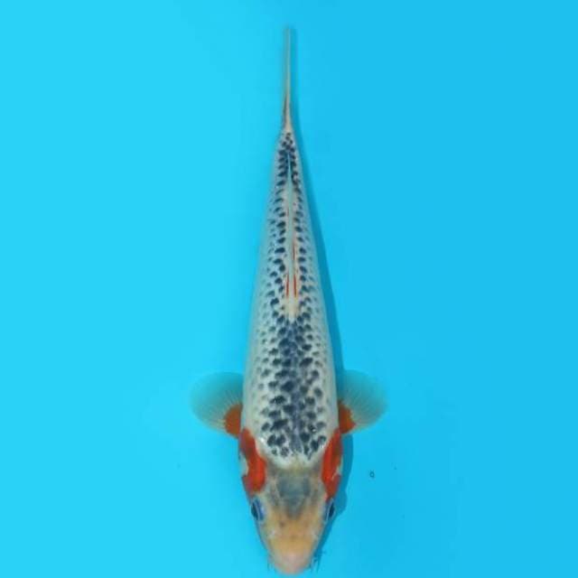 30 CM - RED BALANCE