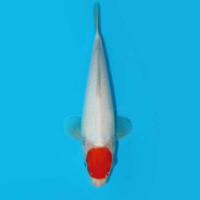 24 CM - BENDOL MAXIMAL