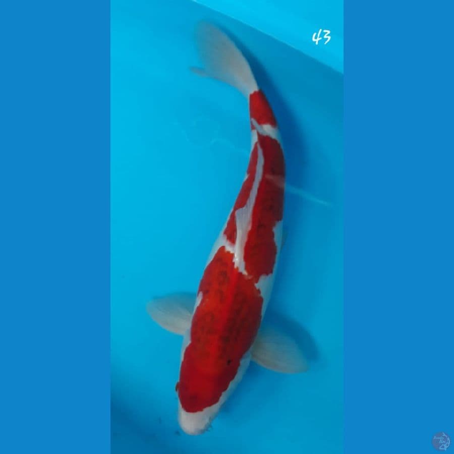 Ai goromo 43cm