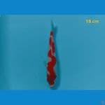 kohaku 18cm