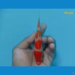 kohaku 14cm