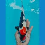 tancho showa 24cm