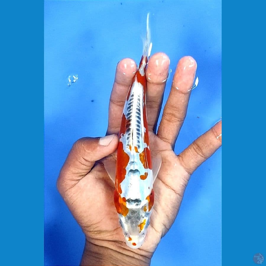 20cm