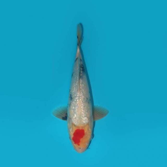 31 CM - GINRIN NIL