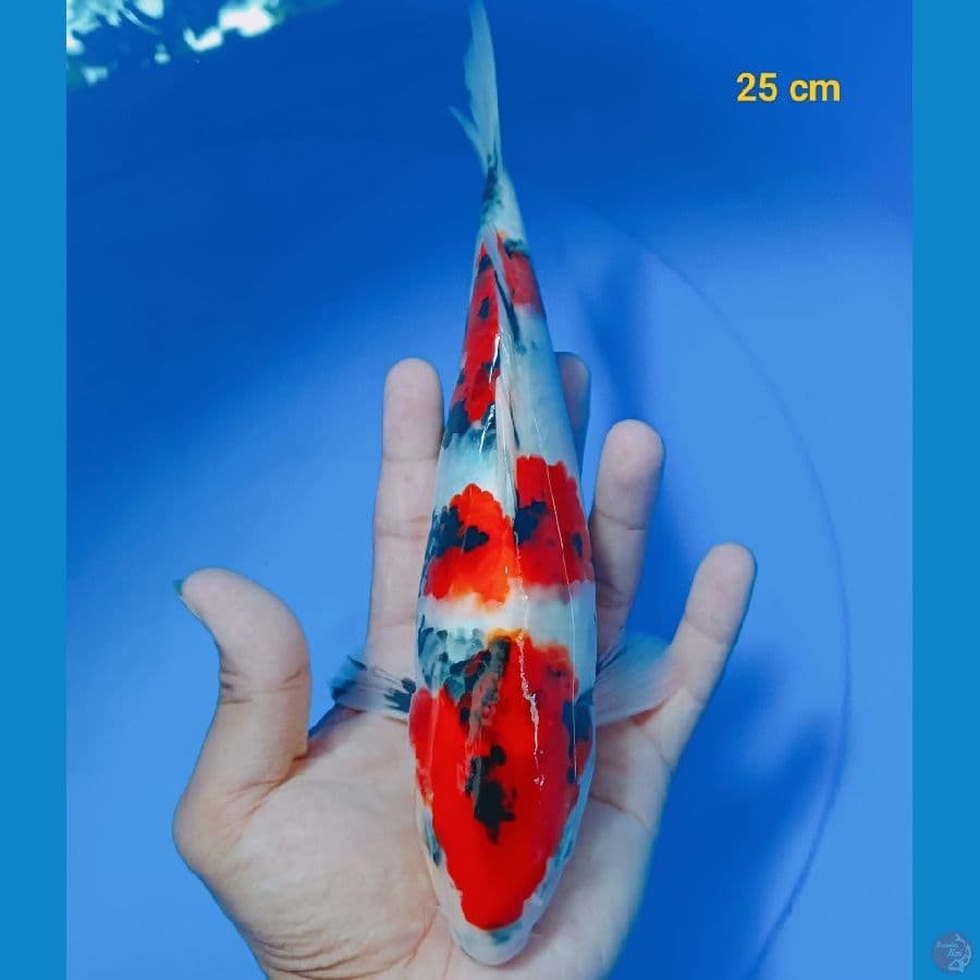 male 25 cm