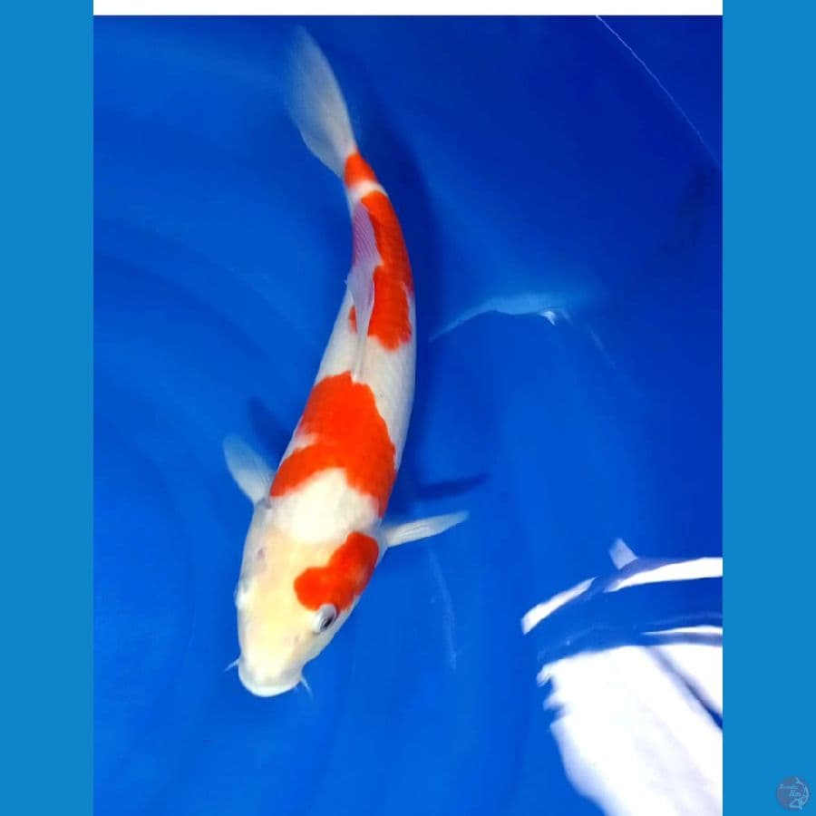 KOHAKU 36 CM