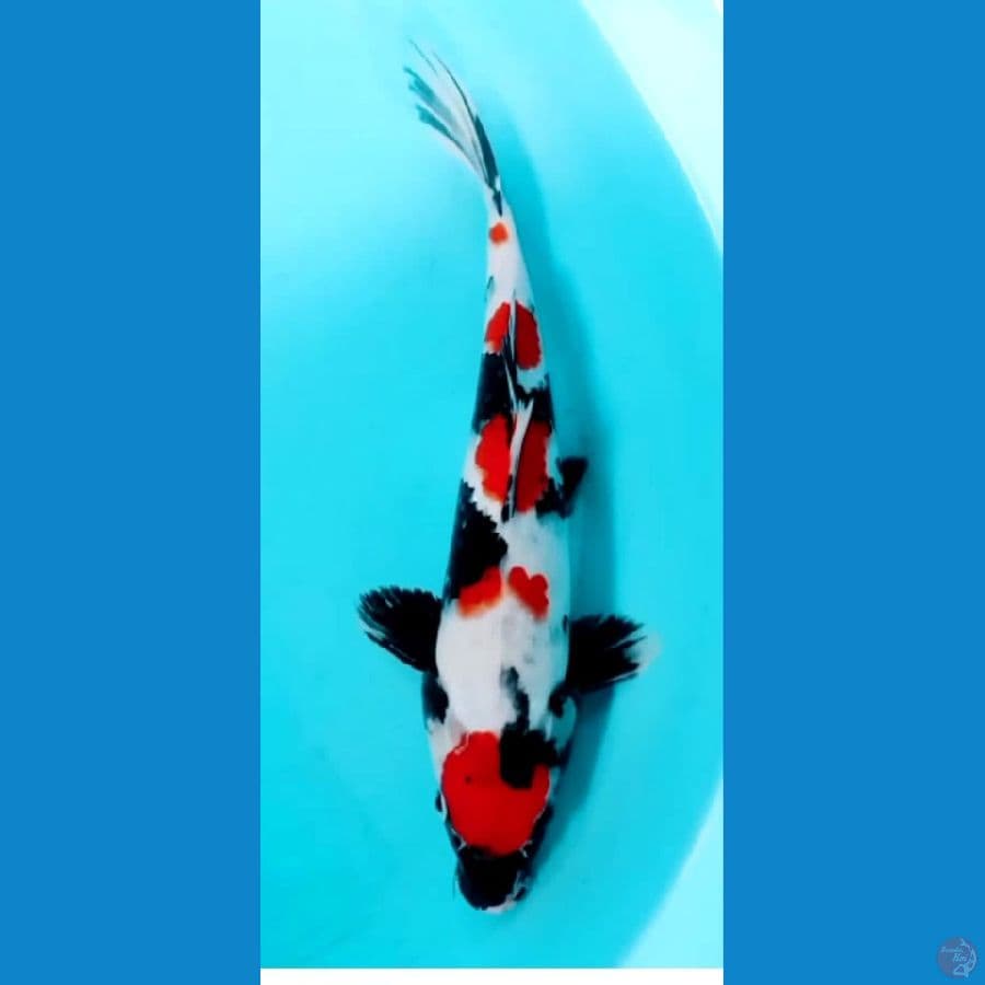 SHOWA MARUTEN ORIGINAL 30 CM