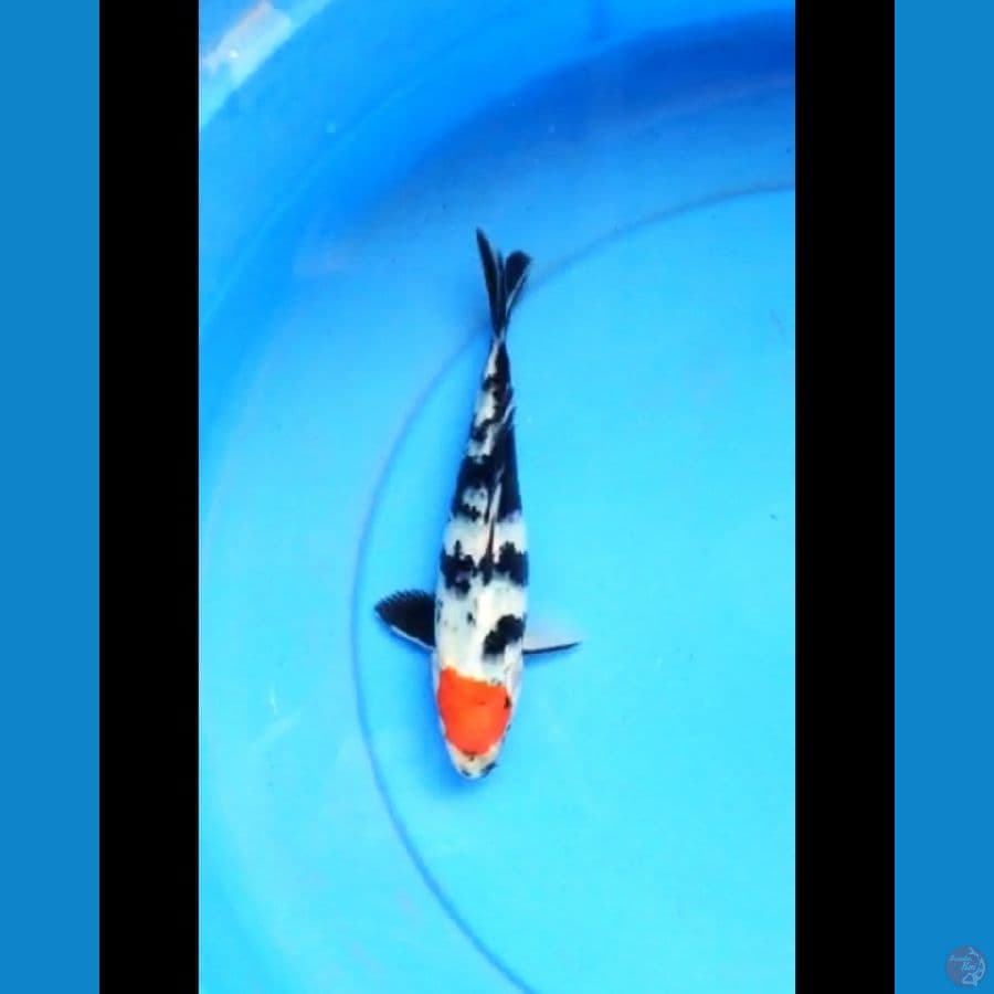Tancho showa ori strong 21 cm