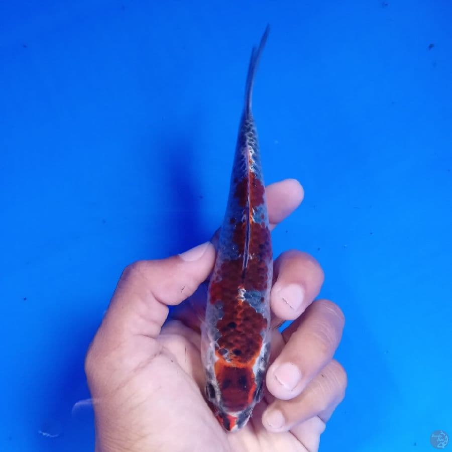Minion - Beni Gingga 16cm