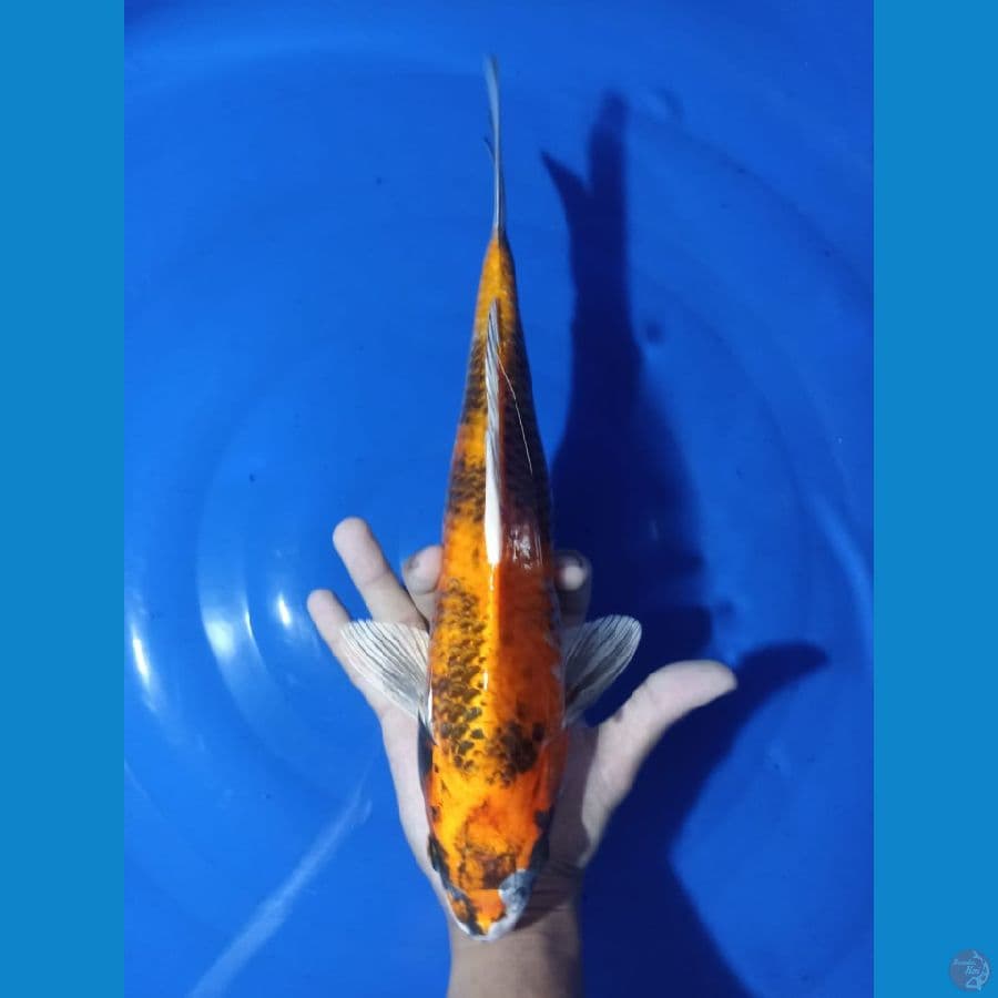 kujaku 36 cm