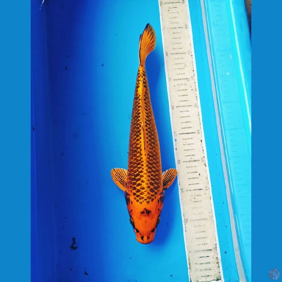 kin matsuba 35cm