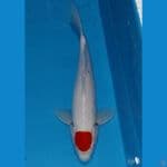 Tancho 33 cm