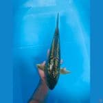 nice aragoke 40cm 