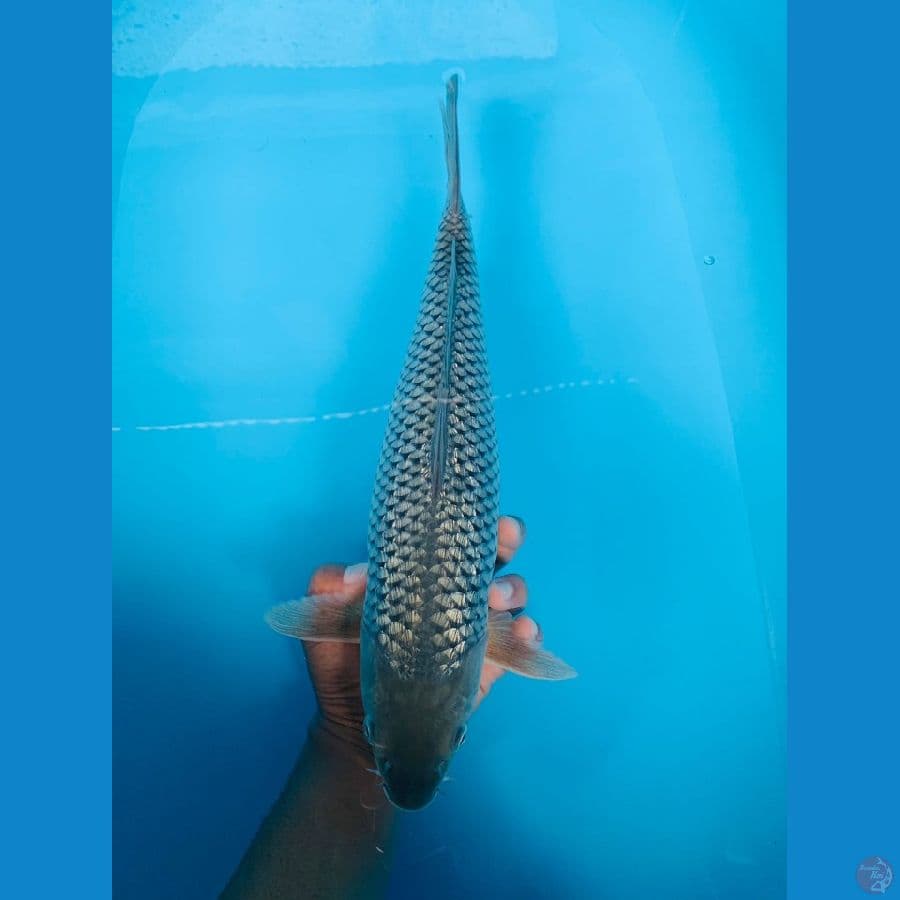 soragoi full ginrin 40cm 