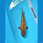 Special Quality dark caramel +- 22cm (body goals) full ginrin 