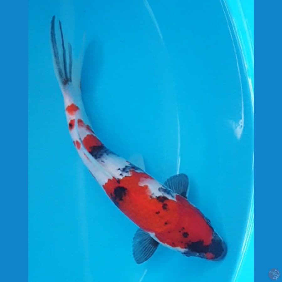 SHOWA ORI 26CM