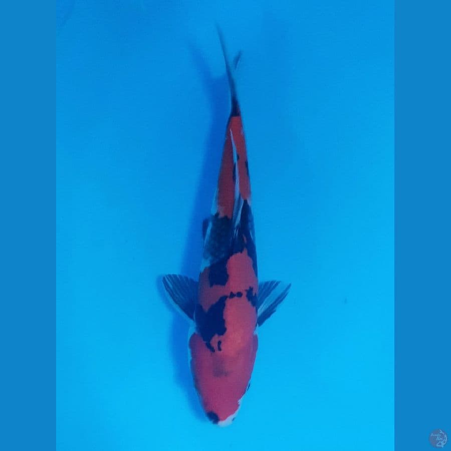 HI SHOWA HQ ORI 25CM