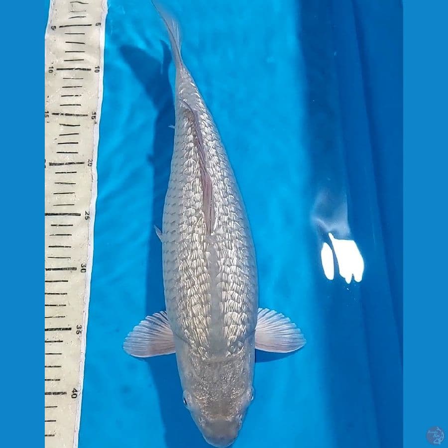 SUROGOI GINDRIN BULKY BERPUNUK 39 CM