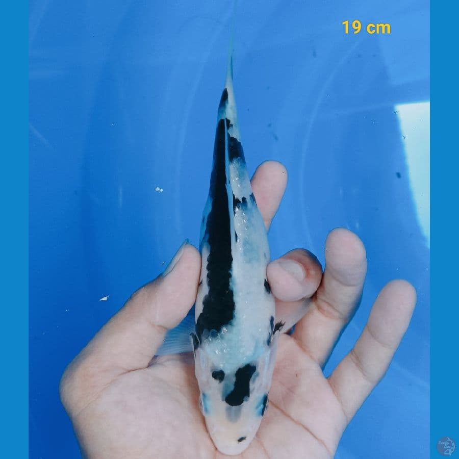 Minion 19 cm