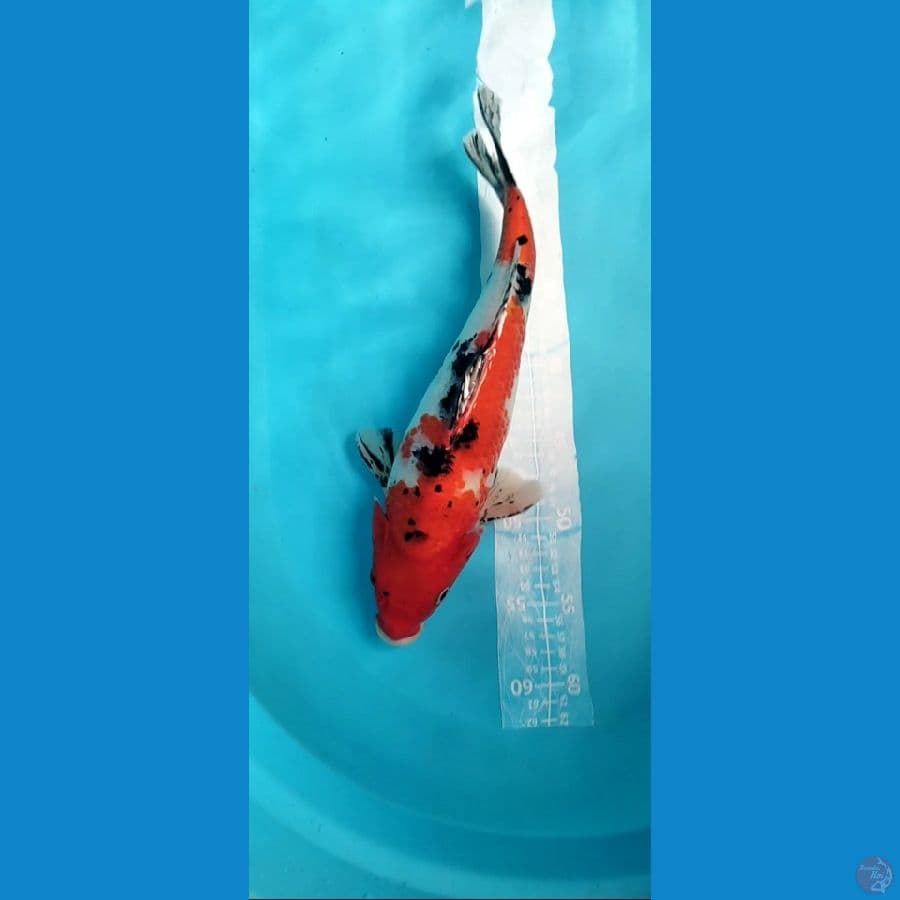 Sanke 35cm